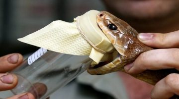 Yılan Zehri Kanı Bakın Ne Hale Getiriyor.!