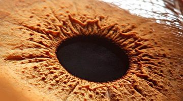 İnsan Gözü Kaç Megapikseldir?
