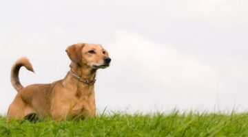 Köpekler Neden Kuyruk Sallar?