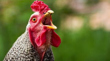 Tavuk Nasıl Üretilir?