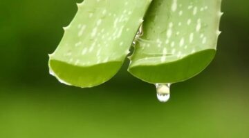 Aloe Vera Nasıl Yapılır?